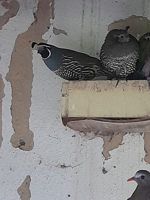 Patos ,pavões  azul, novos ,perdizes Califórnia