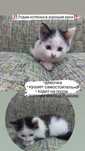 Отдам в добрые руки