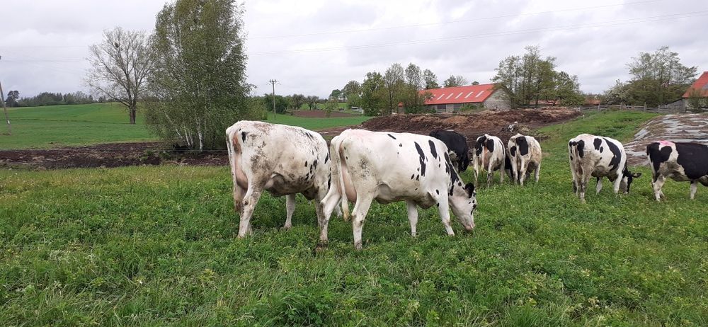 Jałówki wysokocielne 12 sztuk hf