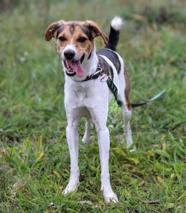 Urocza, młodziutka i wesoła Astra szuka domu!