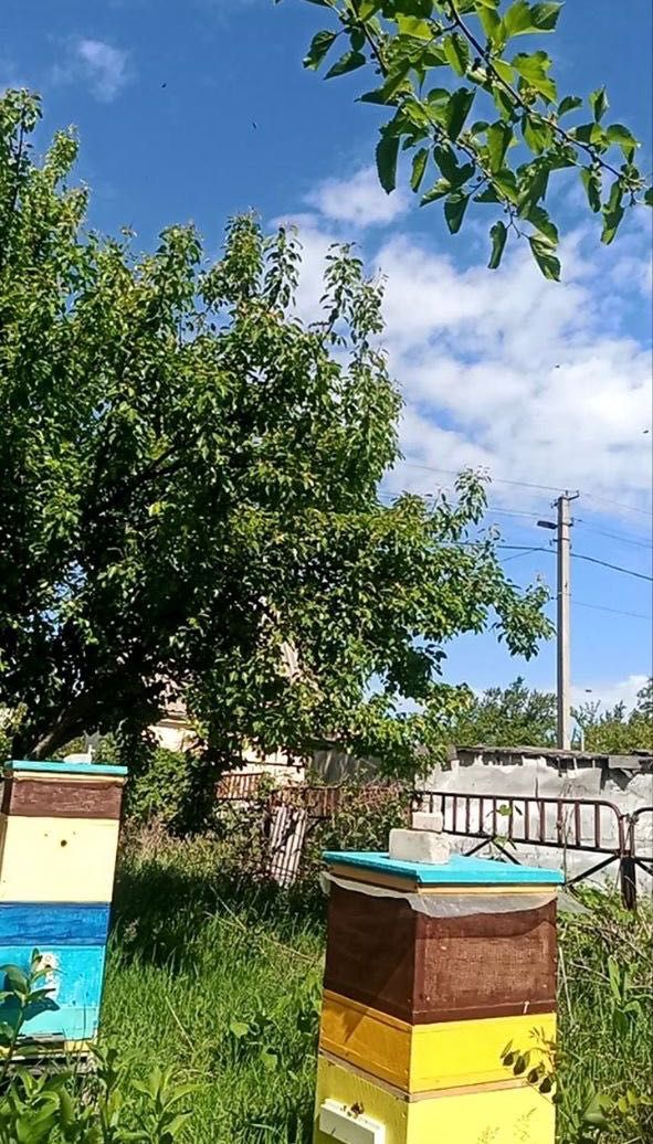 Продам пасіку з медом | Синельниковский район
