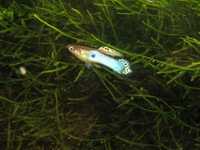 rybki do akwarium gupik endlera, blue japan , niebieski
