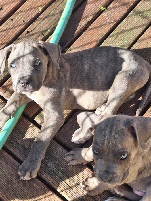 Cachorrinhos de 2 meses