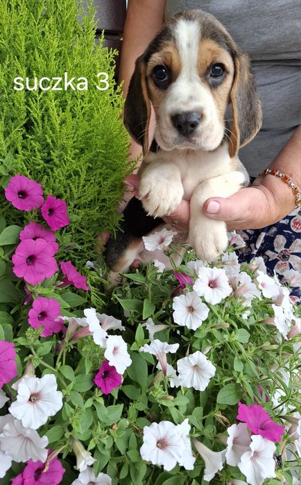 Szczeniak rasy Beagle
