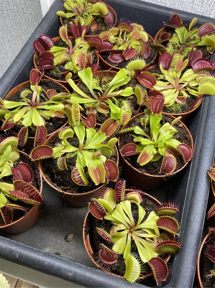 У продажу Венерина мухоловка / Dionaea muscipula