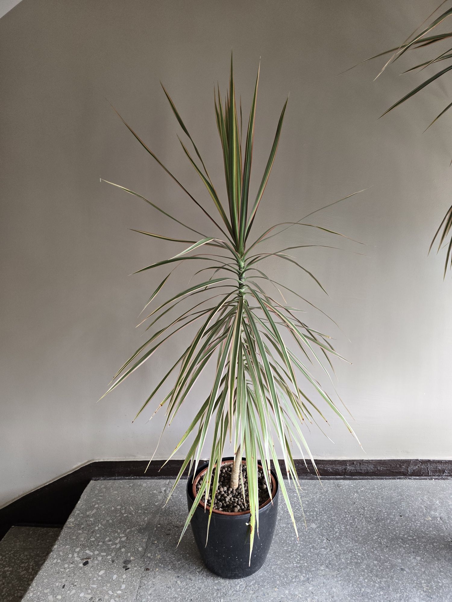 Draceny marginata – duże kwiaty doniczkowe 110–220 cm