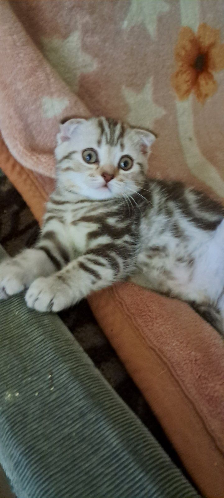 Скоттиш страйт і Скоттиш фолд