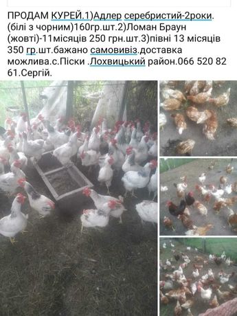 Продам курей і петухів Полтавська обл