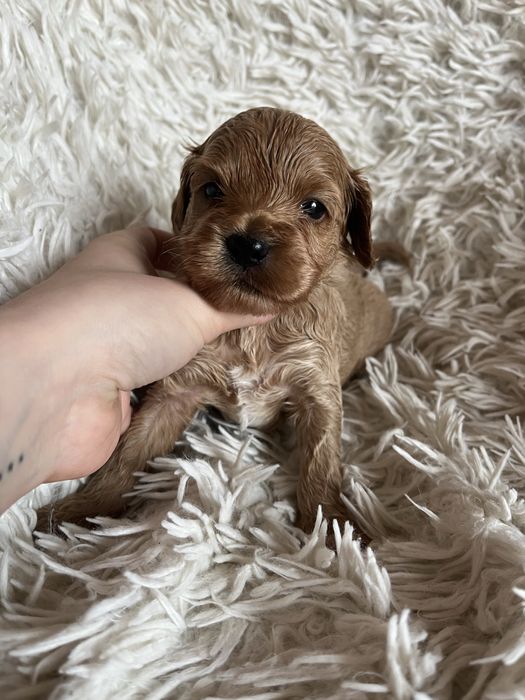 Piesek cockapoo mama cocker spaniel tata pudel toy badania genetyczne