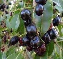 Frutiferas Exoticas
