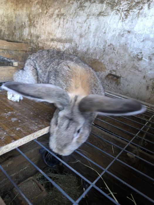 Sprzedam samce olbrzym belgijski