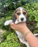 Pies szczeniak beagle z Rodowodem