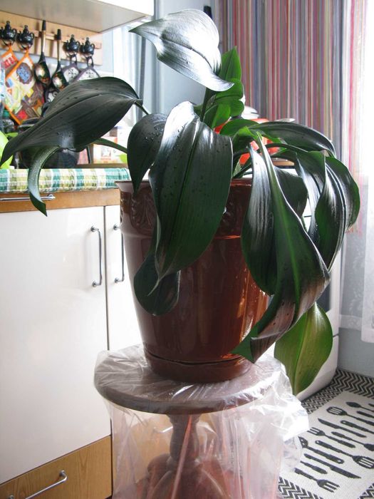 Продается Вазон для цветов или декоративных деревьев.