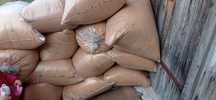 Trociny suche sosnowe