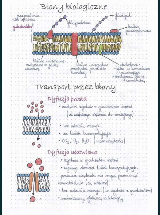 Notatki z biologii. Poziom do matury rozszerzonej