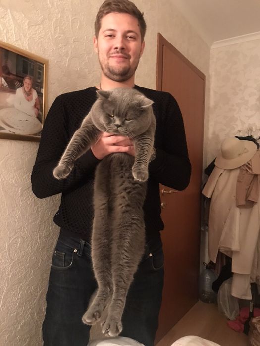 Вязка.Лучший кот! Шотландец