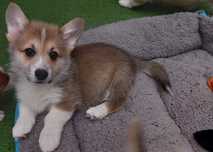 Piesek Welsh Corgi Pembroke FCI