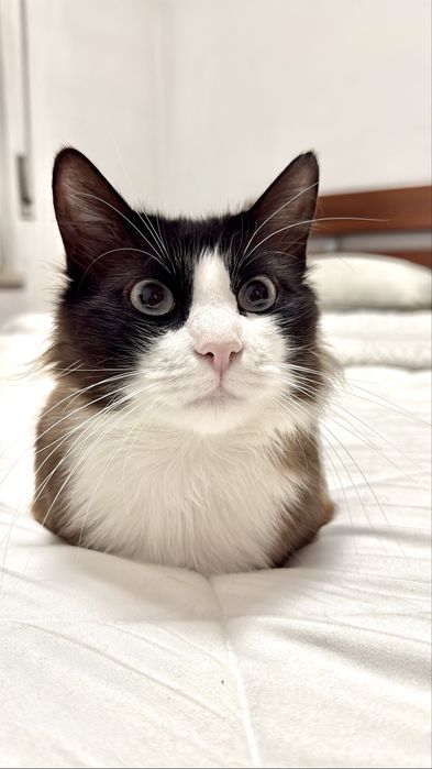 Doa se  gatinho muito docil