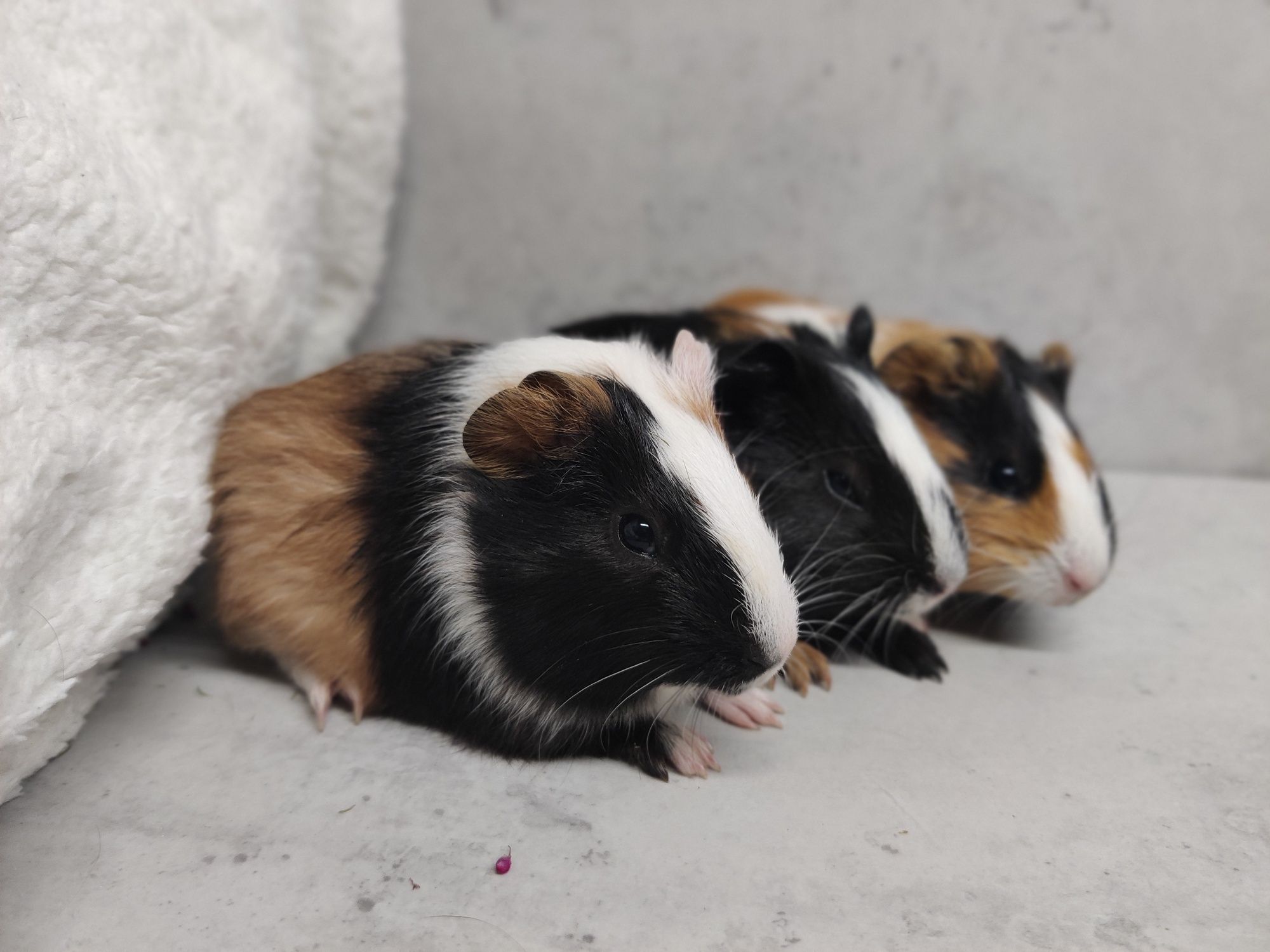 Świnki morskie młode sklep zoologiczny Julianowska 7 b Łódź