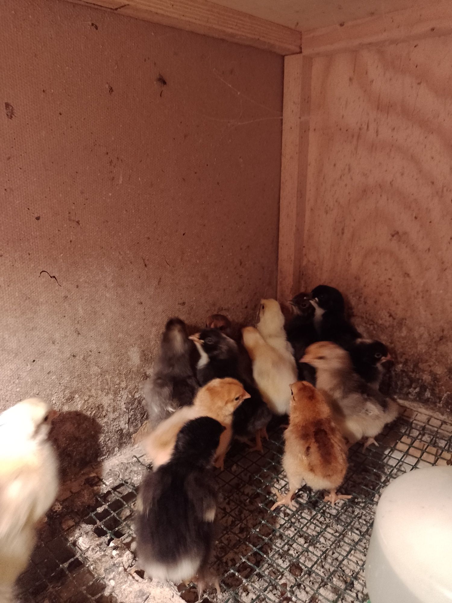 Kurczaki mix różne gatunki