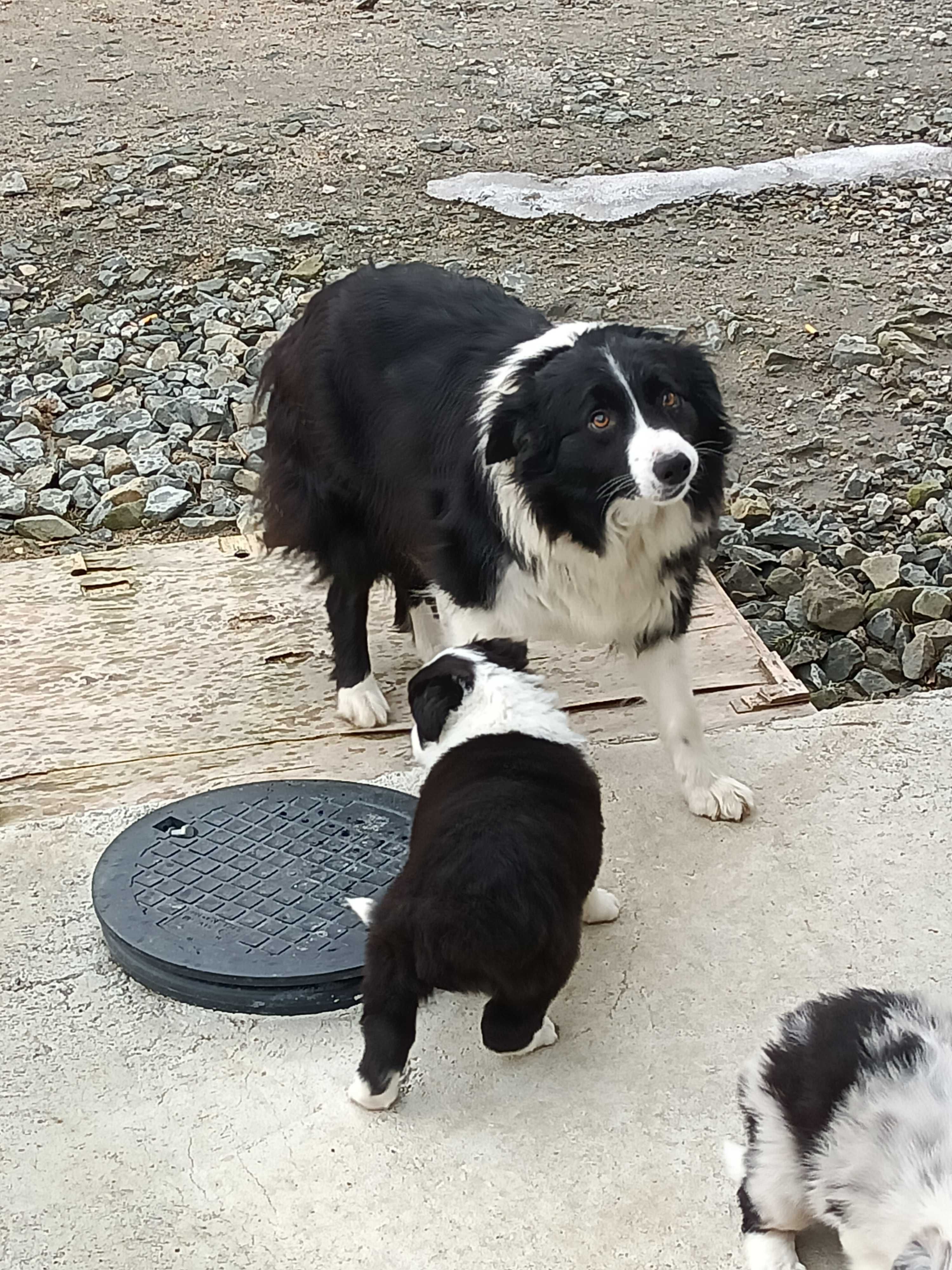 Border Collie  BLU Merle TRI Color