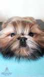 Filhote Macho Shih Tzu