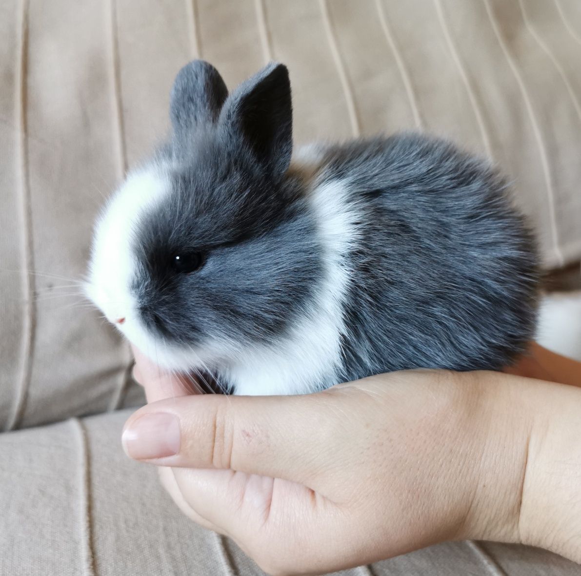 KIT Coelhos anões angorá e holandês mini muito fofos