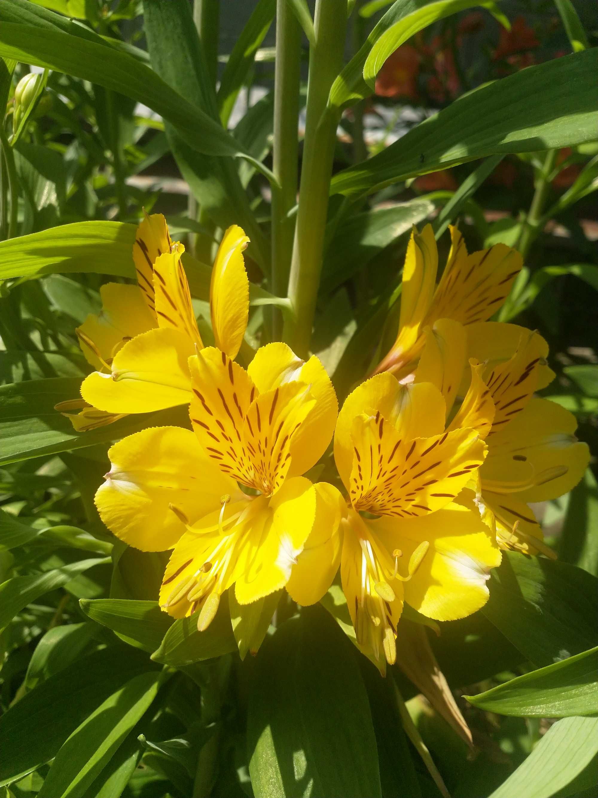 astromélias troco