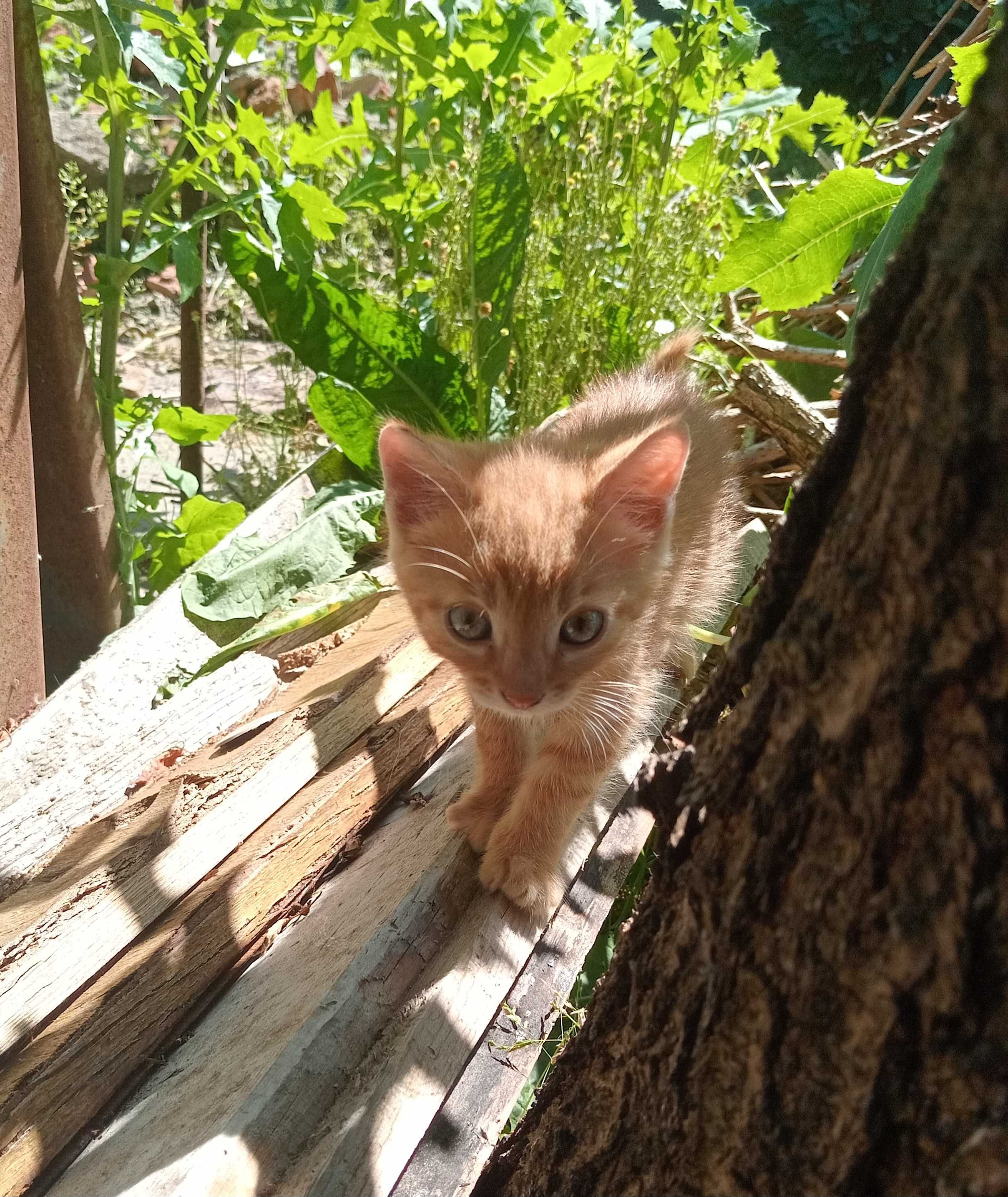 Маленькі кошенята