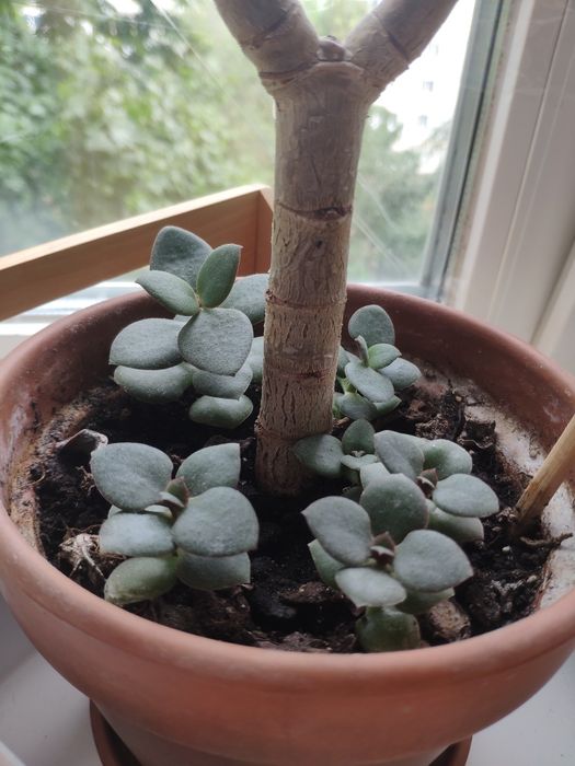 Цветок Денежное дерево Толстянка комнатные растения цветы