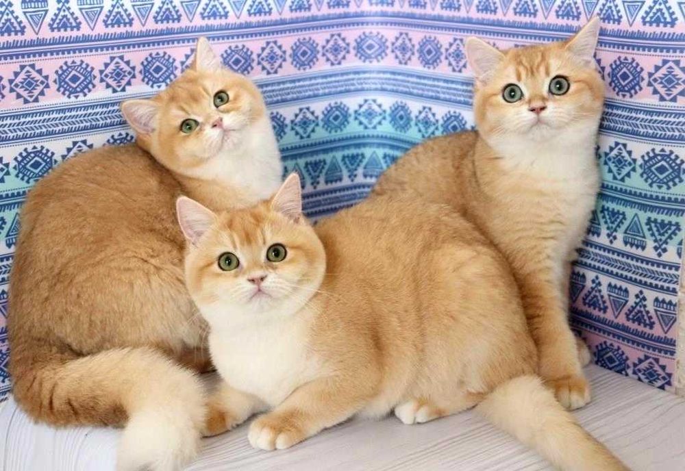 Премілі кошенята британської породи