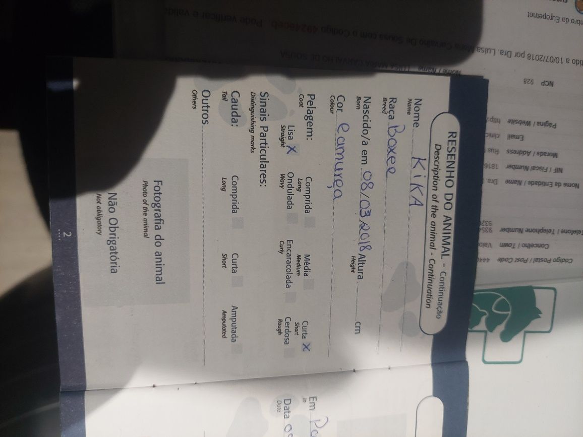 Lindo macho tigrado