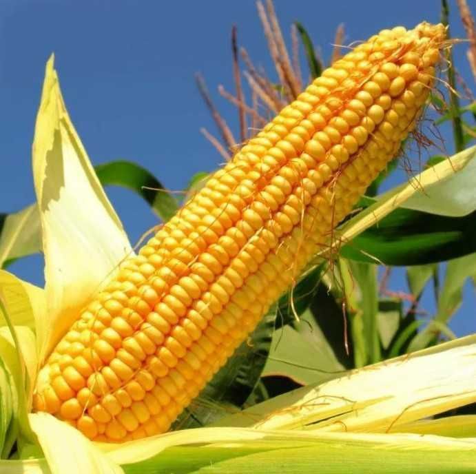 Kolba kukurydzy Duża Wysyłka OLX
