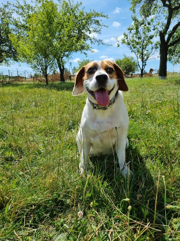 Oddam psa beagle suczka 5 lat