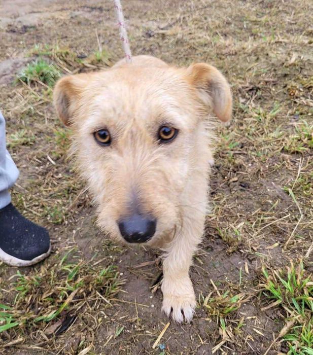 Kremuś ok 2 let wyjątkowy pies czeka na adopcję  Bezd.Szuk.Dom.