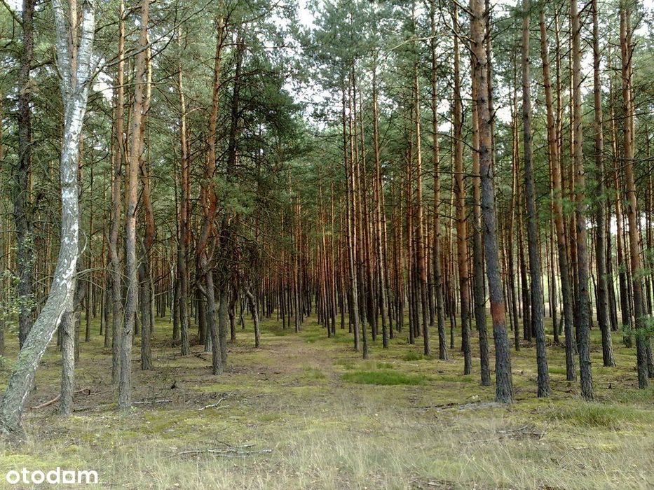 1,03 ha działek leśnych – Czarniecka Góra – inwestycja z potencjałem