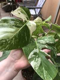 Monstera Deliciosa Variegata szczyt