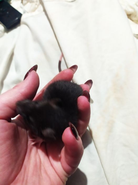 Крисинята, 17 квартал крыса, щур!