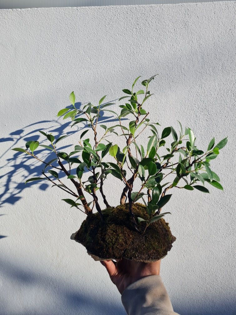 Florestas Bonsai