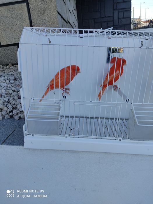 Vendo canários várias raças