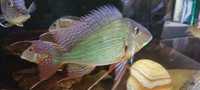 Geophagus altifrons samiec+2 samice