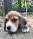 Beagle piesek sprzedam