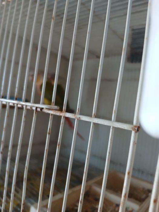 Vende-se 2 casais de pyrruas e várias gaiolas
