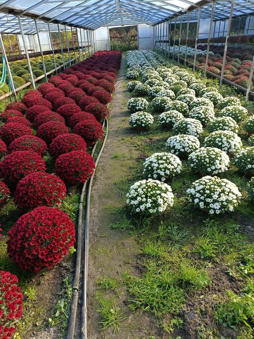 Chryzantemy doniczkowe