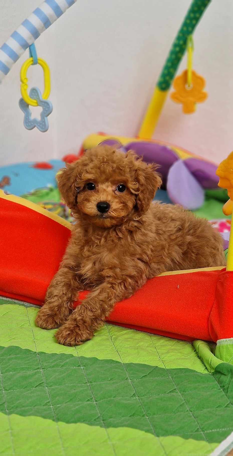 Pudel toy,  piesek,  red