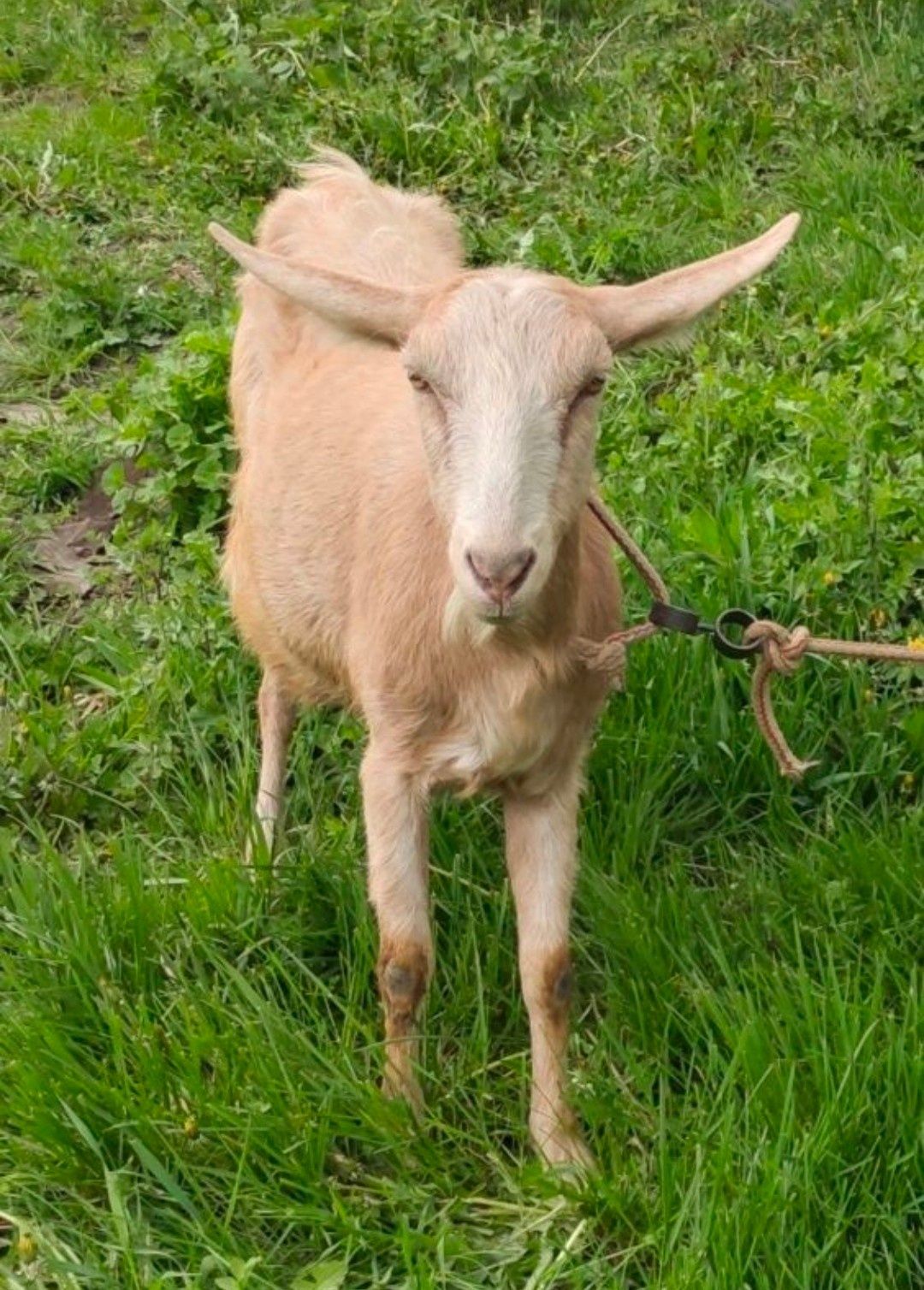 Англонубійської коза( ярочка) 65,625%