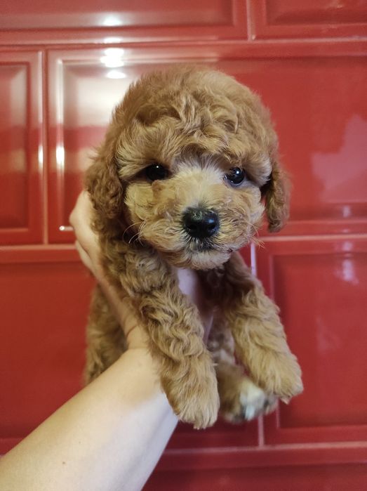Риже чудо пудель дівчинка