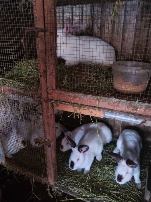 Кролі свійські різних порід