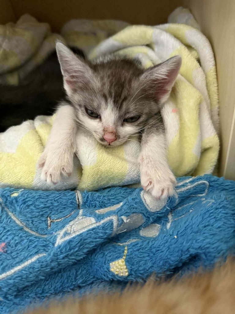 Dwójka przeuroczych kociakow poleca się do adopcji:)