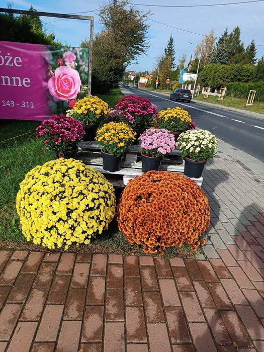 Chryzantemy na wszystkich świętych, chryzantema w doniczce